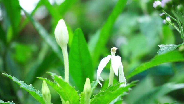 Close up footage of some plants