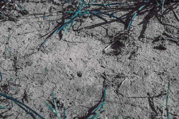 close up of dry soil. of dry agricultural land. fantasy ground. blue grass. blue vegetation