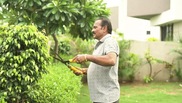 Indian Asian happy healthy active gen x old senior retiree gardener cutting work use scissor tool trimming plant bushes touching cleaning green leaf take care outside exterior garden house home park