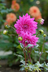 pink dahlia in the garden