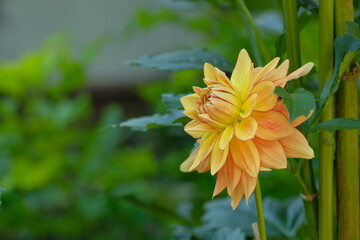 orange dahlia in full blooming