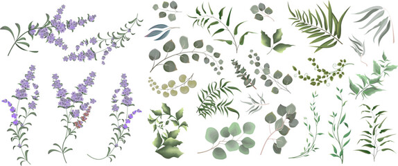 Naklejka na ściany i meble A large collection of herbs and plants. Green plants on a white background. Lavender flowers, eucalyptus and other leaves 