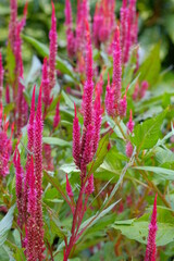 plumed cockscomb in full blooming