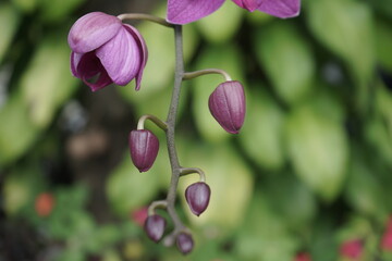 Pink Flower and Green leaves