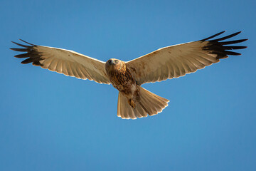 Marsh Harrier in flight