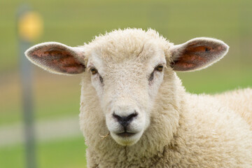 Authentic portrait of a dike sheep