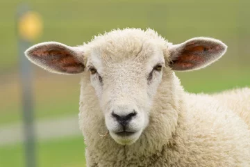 Fotobehang Authentic portrait of a dike sheep © David Daniel