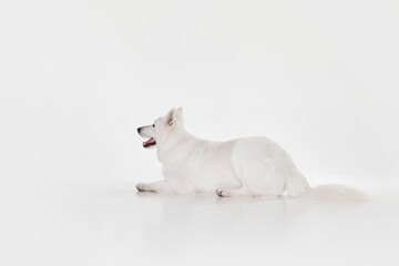 Fototapeta na wymiar Waiting. Studio shot of White Swiss Shepherd Dog posing, calmly lying on floor isolated over grey background. Concept of motion, action, pets love, animal life, domestic animal.