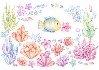 Set of colorful corals and seaweed. Marine plants and aquarium algae on transparent background. Underwater flora hand painted watercolor illustration. Under the sea clip art - 567319590