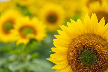 Fototapeta premium sunflower in the field