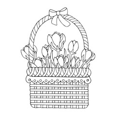 Linear sketches, coloring pages of spring crocus flowers in a wicker basket. Vector graphics.