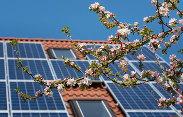Against the background of a house roof with solar panels, the branch of an apple tree blossoms