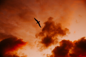 photograph of a bird flying over the orange and pink sky of a sunset