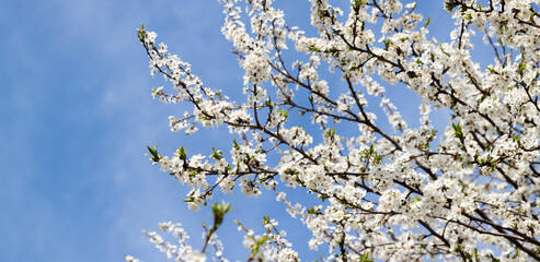 Spring bloom white flowers. Cherry blossom twigs