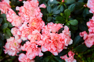  Close-up view of pink Azalea flower in bloom