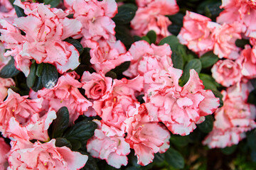  Close-up view of pink Azalea flower in bloom