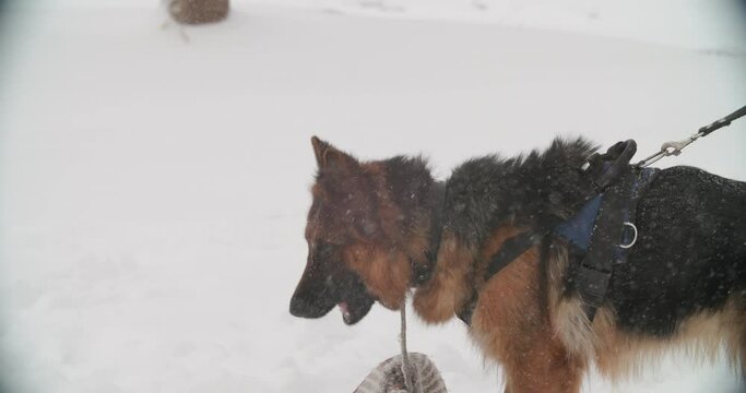 German Shepherd Dog Training. Barking Dog Alsatian Wolf Dog. Winter Season. Training Of Purebred Adult Alsatian Wolf Dog. Obedience Training.