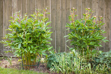 Peony support frame or cage, peonies growing in UK garden