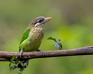 white cheeked barbet
