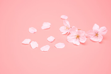 Fototapeta na wymiar Cherry blossom isolated on pink background. sign of spring