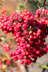 Small red Pyracanthas(Pyracantha)  red fruit nuts branch, closeup macro photograph (Tokiwakasanzashi, Himalaya tokiwasanzashi)