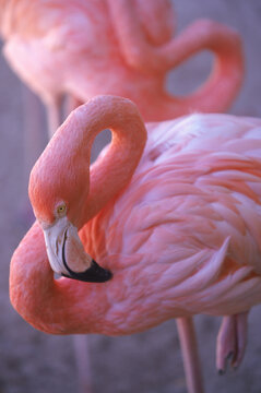 A pink flamingo cleans its feathers in the Bahamas.