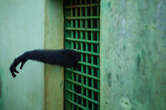 Monkey paw reaching from bars