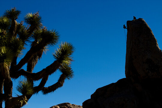 A female climber rappels off of Headstone Rock in Ryan Campground, Joshua Tree National Park, California.
