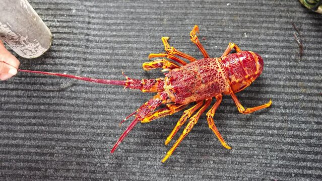 Fisherman holding and tagging live crayfish. Catching live Lobster in America. Fishing crayfish in Tasmania Australia. ready for chinese new year close up