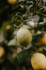 Detailed photography of some lemons on the lemon tree in yellow and green tones
