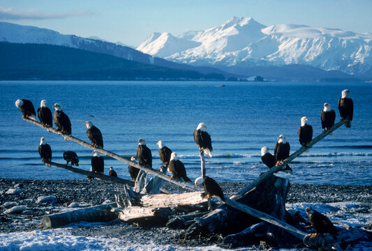 A council of eagles, 21 in all, perches on driftwood at Alaska's Kachemak Bay.
