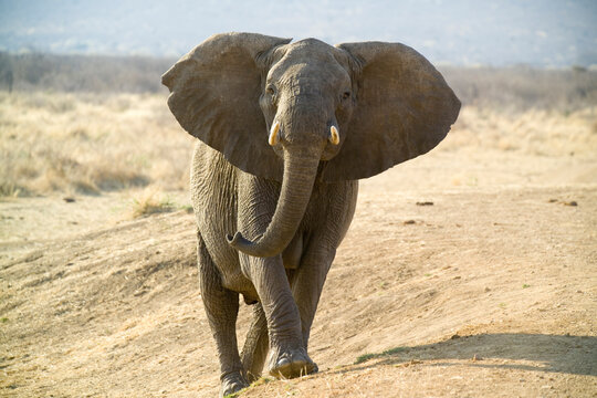 An elephant spreads its ears in a display of warning to onlookers, in Madikwe Game Reserve, South Africa.