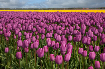 Fototapeta na wymiar Spring. Tulip bulbs fields. Polder Netherlands. Noordoostpolder. 