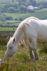 White wild pony on Bodmin moor cornwall england uk 