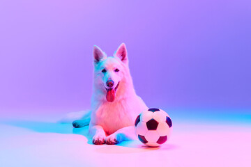 Studio shot of White Swiss Shepherd Dog posing, lying on floor with football ball isolated over gradient pink purple background in neon light. Concept of pets love, animal life, domestic animal.
