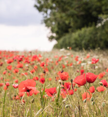Fototapeta na wymiar Intertwined Poppies In A Field In Rural Oxfordshire