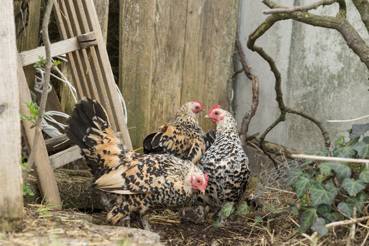 Three pied hens in barn, Bavaria, Germany