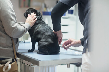 Veterinarian injecting to dog, Breisach, Baden-Württemberg, Germany