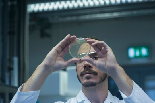 Young male scientist examining micro organisms in petri dish at a pharmacy laboratory, Freiburg im Breisgau, Baden-W&uuml;rttemberg, Germany