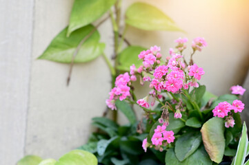 Closeup of Beautiful Pink Flowers with green leaf on the rock blooming in the garden with nature background.  
