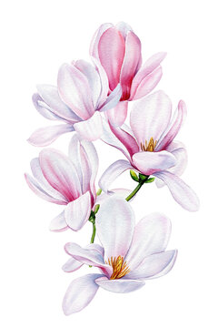 Botanical flowers set with magnolia flowers. Isolated Magnolia flower. Watercolor Wedding card, Happy Mother's Day.