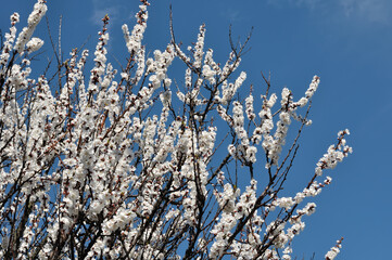  blooming apricot tree  on blue sky background
