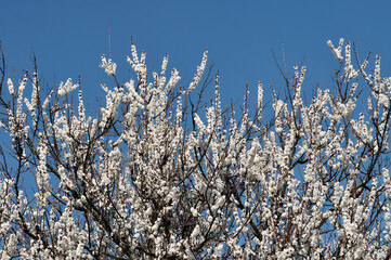  blooming apricot tree  on blue sky background
