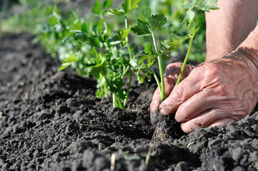 gardener's hands planting a celery seedling