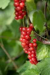 close up of red currant berries with blurred green leaves on background