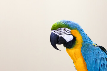 Large blue-and-yellow macaw or aruna close-up. Copyspace.