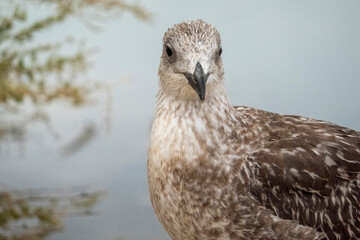juvenile seagull near the docks