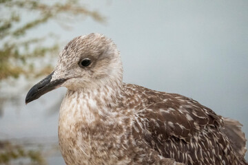 juvenile seagull near the docks