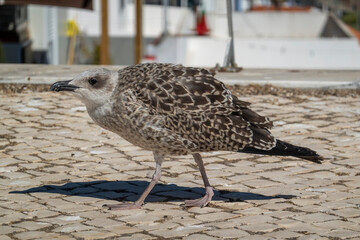 juvenile seagull near the docks