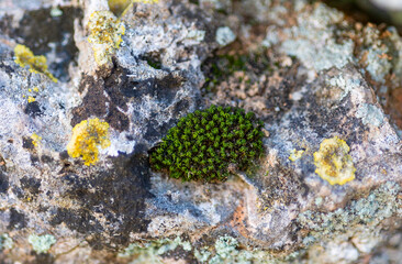 Green moss and yellow lichen on stone wall